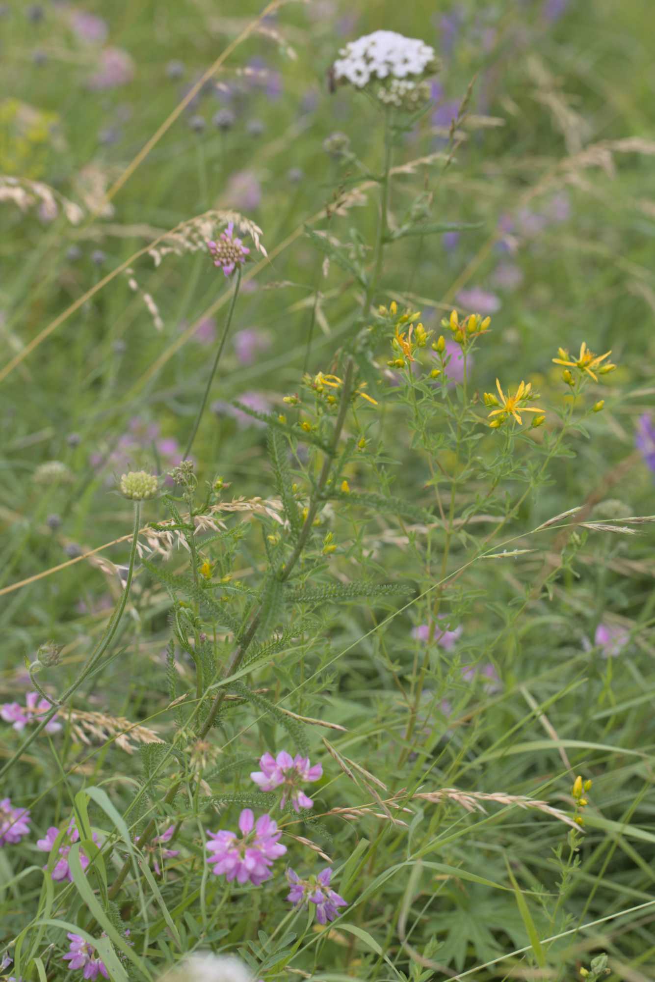 Lokation: Deutschland | Bayern | Landkreis Würzburg | Riedenheim Kategorien: Vegetation, Datum: 02.07.2016