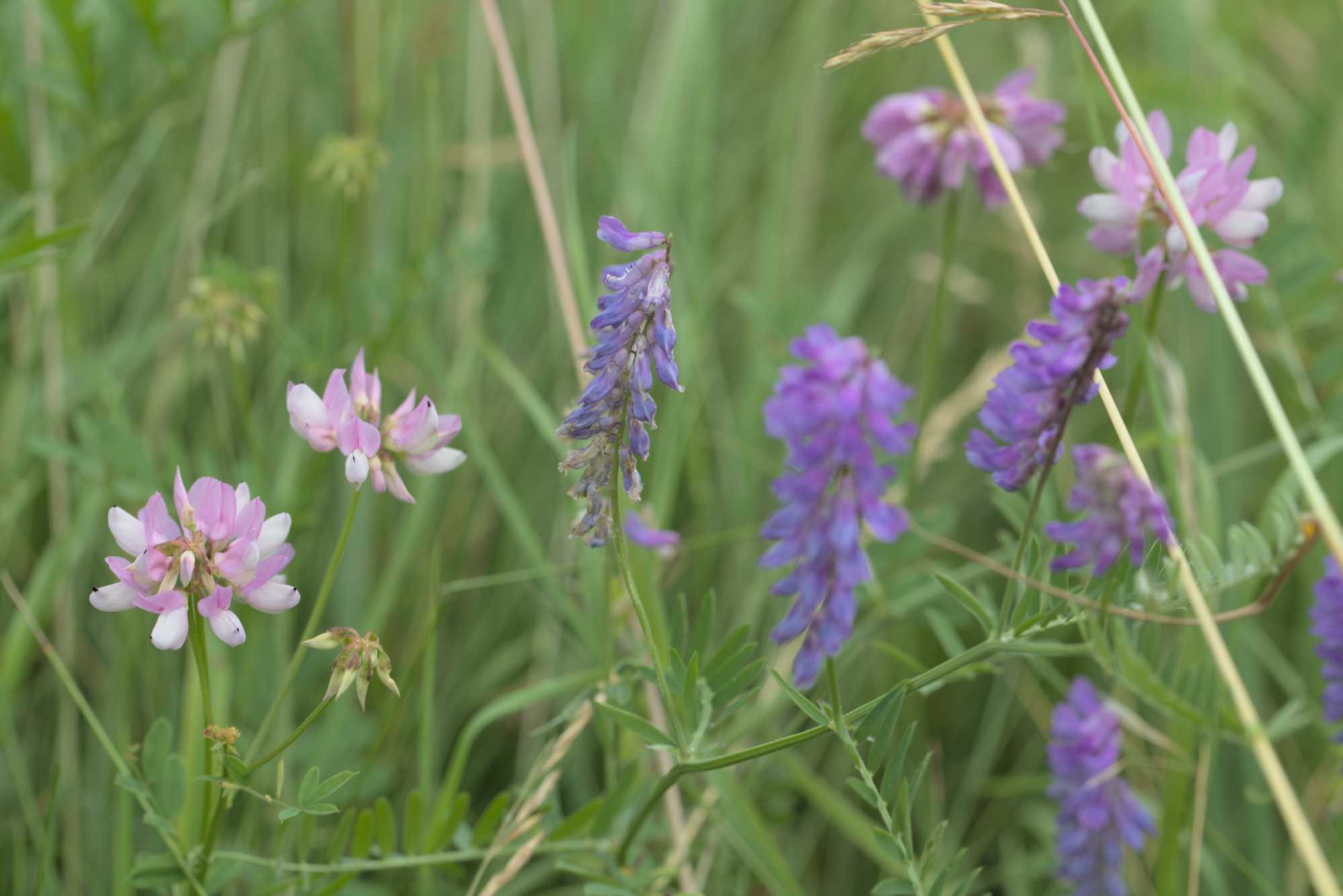 Lokation: Deutschland | Bayern | Landkreis Würzburg | Riedenheim Kategorien: Vegetation, Datum: 02.07.2016