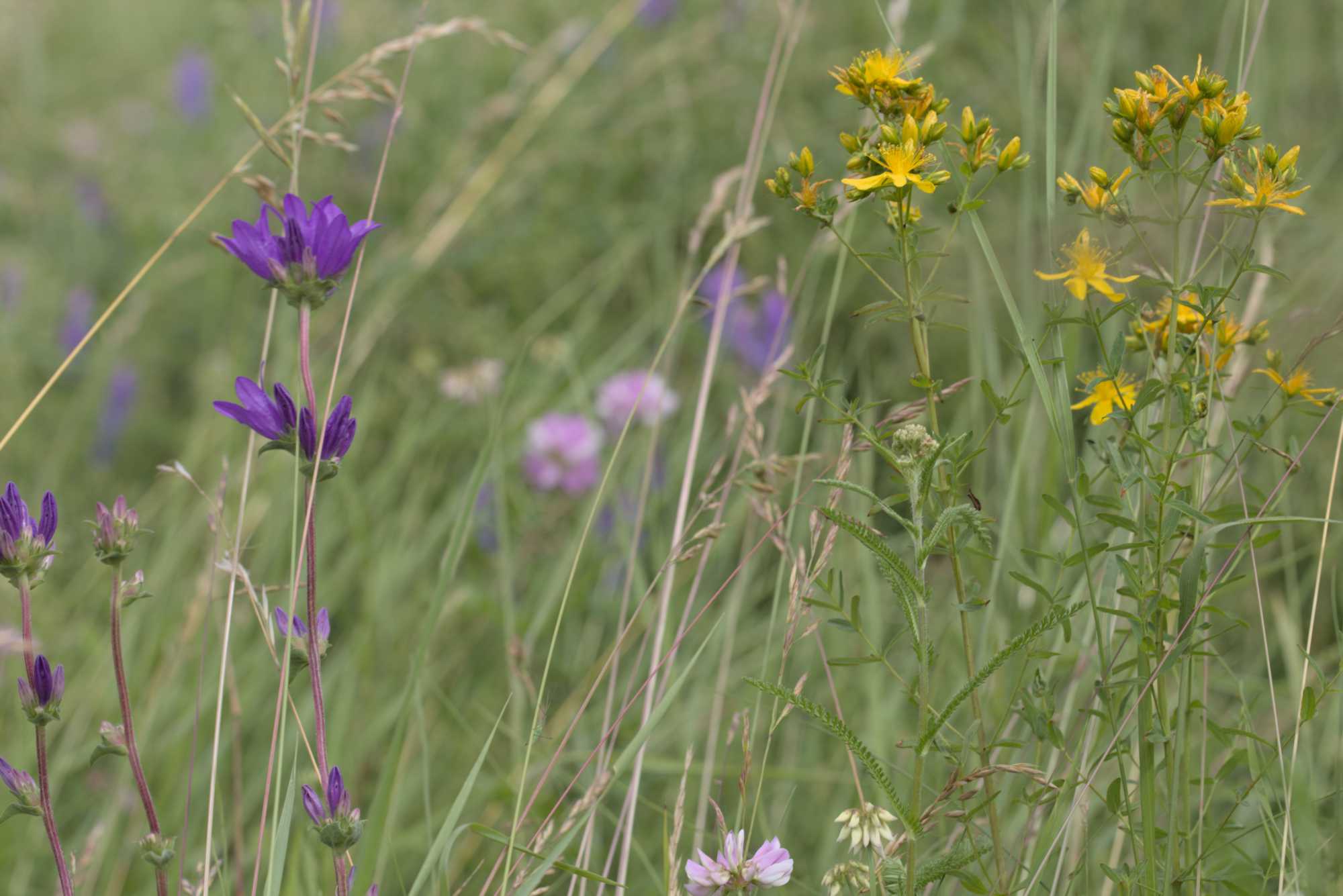 Lokation: Deutschland | Bayern | Landkreis Würzburg | Riedenheim Kategorien: Vegetation, Datum: 02.07.2016