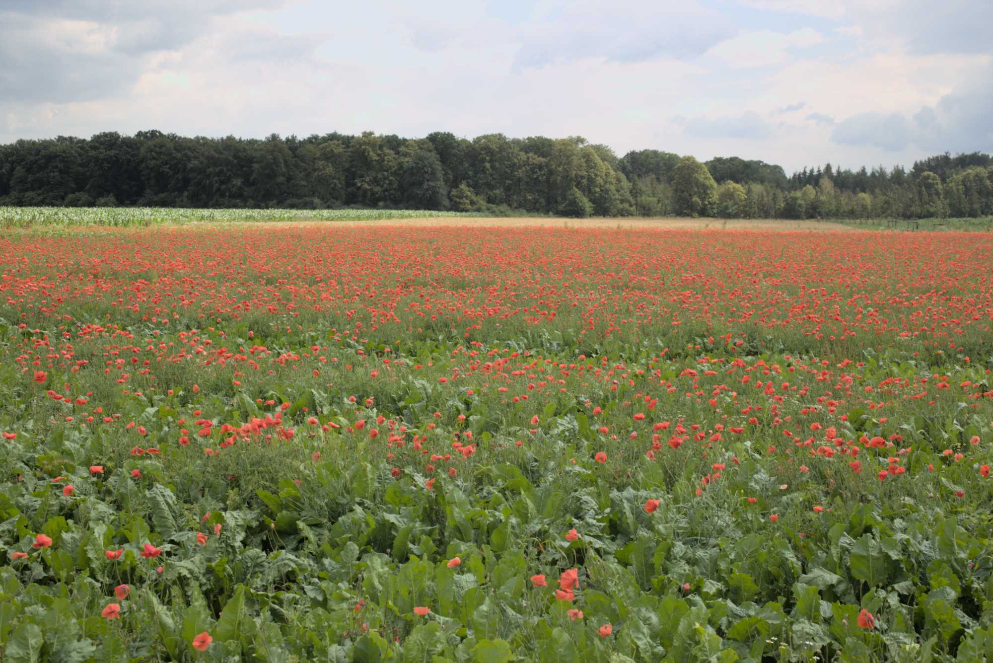Lokation: Deutschland | Nordrhein-Westfalen | Heinsberg | Wassenberg Kategorien: Vegetation, Datum: 14.07.2016