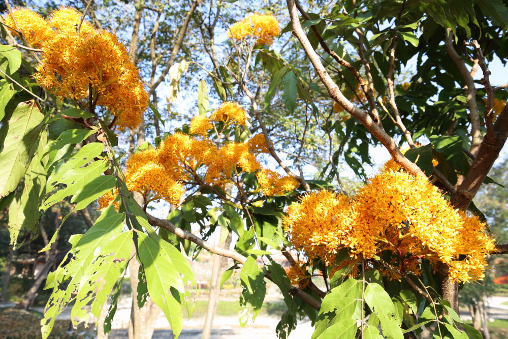Lokation: Thailand | Nakhon Ratchasima | Pak Chong | Ban Khlong Chai Kategorien: Garten, Datum: 01.02.2016