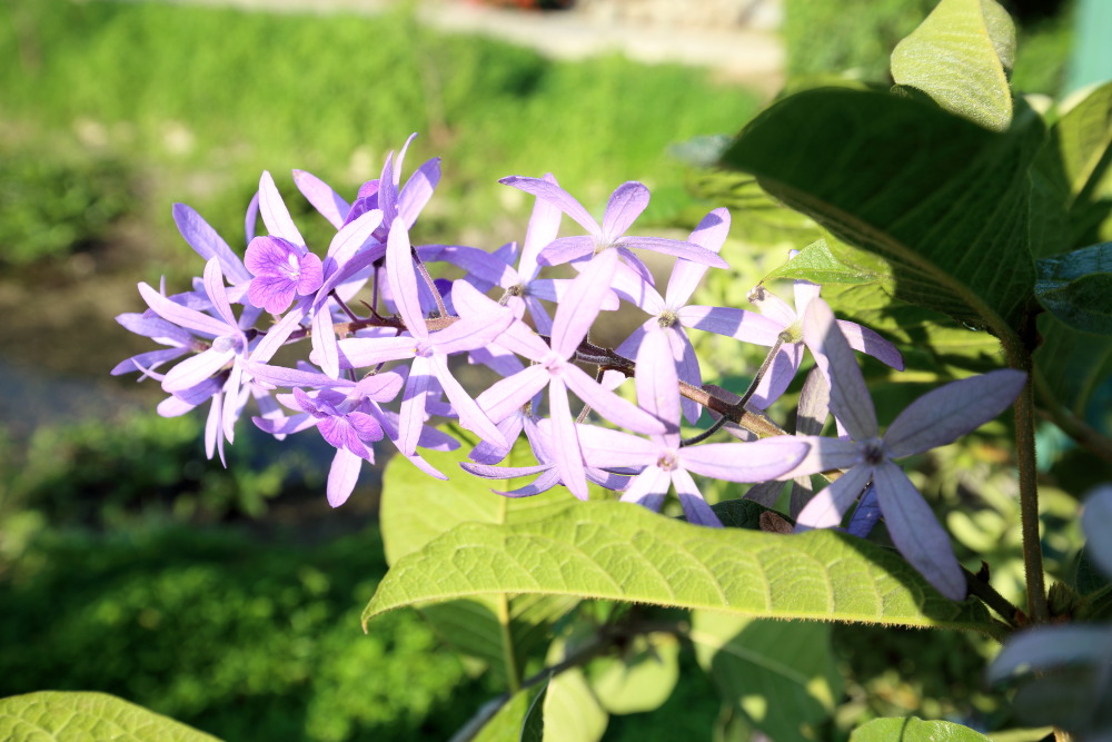 Petrea volubilis, Lokation: Thailand | Nakhon Ratchasima | Pak Chong | Ban Khlong Chai Kategorien: Garten, Familie: Verbenaceae (Eisenkrautgewächse ), Datum: 01.02.2016