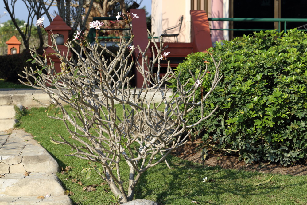 Lokation: Thailand | Nakhon Ratchasima | Pak Chong | Ban Khlong Chai Kategorien: Garten, Datum: 01.02.2016