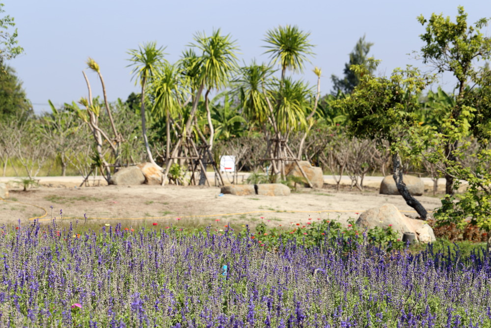 Lokation: Thailand | Nakhon Ratchasima | Pak Chong | Ban Khlong Chai Kategorien: Garten, Datum: 01.02.2016