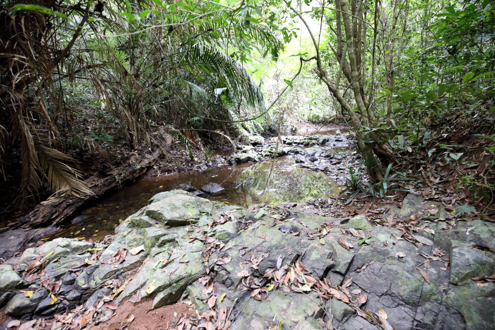 Lokation: Thailand | Nakhon Ratchasima | Ban Phak Pa Mai Kategorien: Bach, Datum: 02.02.2016