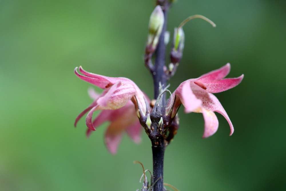 Lokation: Thailand | Nakhon Ratchasima | Ban Phak Pa Mai Kategorien: Blüte, Datum: 02.02.2016