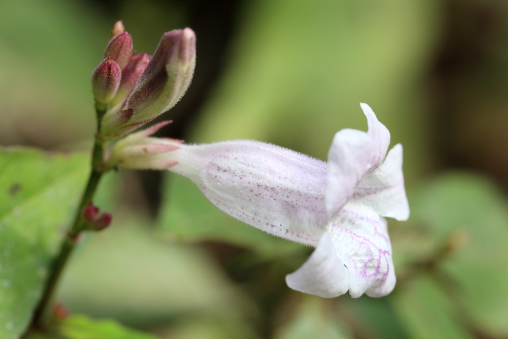 Lokation: Thailand | Nakhon Ratchasima | Ban Phak Pa Mai Kategorien: Blüte, Datum: 02.02.2016