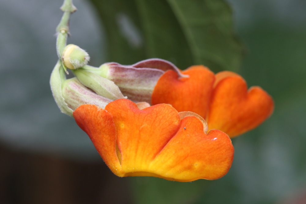 Lokation: Thailand | Nakhon Ratchasima | Ban Phak Pa Mai Kategorien: Blüte, Datum: 02.02.2016