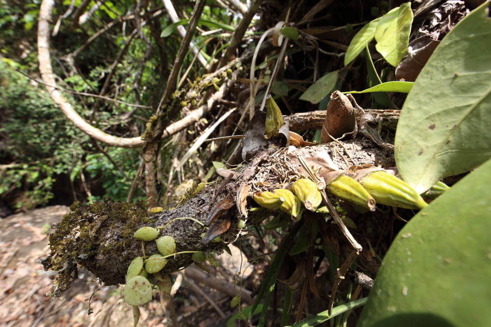 Lokation: Thailand | Nakhon Ratchasima | Ban Phak Pa Mai Kategorien: Habitus, Datum: 02.02.2016