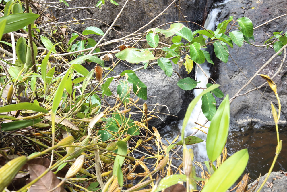 Lokation: Thailand | Nakhon Ratchasima | Ban Phak Pa Mai Kategorien: Habitus, Datum: 02.02.2016