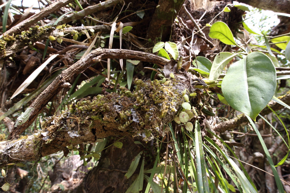 Lokation: Thailand | Nakhon Ratchasima | Ban Phak Pa Mai Kategorien: Habitus, Datum: 02.02.2016