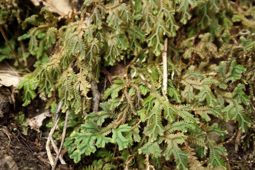 Lokation: Thailand | Nakhon Ratchasima | Ban Phak Pa Mai Kategorien: Habitus, Datum: 02.02.2016