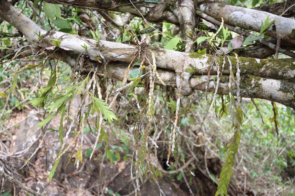 Lokation: Thailand | Nakhon Ratchasima | Ban Phak Pa Mai Kategorien: Habitus, Datum: 02.02.2016