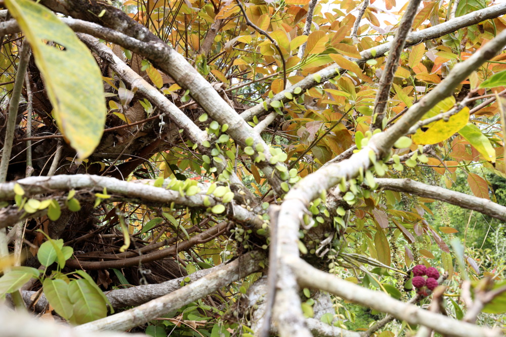 Lokation: Thailand | Nakhon Ratchasima | Ban Phak Pa Mai Kategorien: Habitus, Datum: 02.02.2016