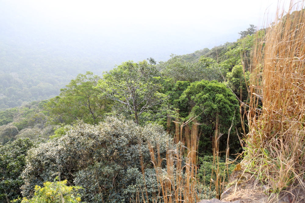 Lokation: Thailand | Nakhon Ratchasima | Ban Phak Pa Mai Kategorien: Berge, Datum: 03.02.2016