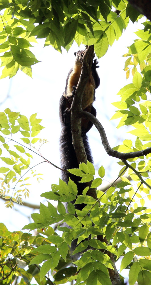 Lokation: Thailand | Nakhon Ratchasima | Ban Phak Pa Mai Kategorien: Säugetiere, Datum: 03.02.2016