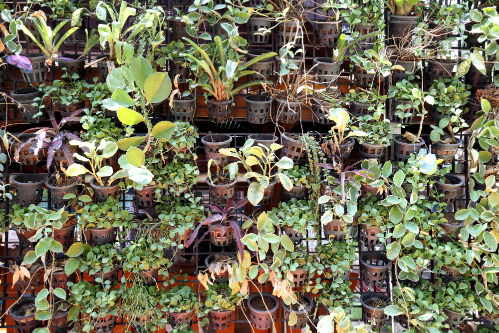 Lokation: Thailand | Phranakhon Si Ayutthaya | Pharnakhon Si Ayutthaya | Ban Wat Lot Chong Kategorien: Pflanzenwand, Datum: 06.02.2016