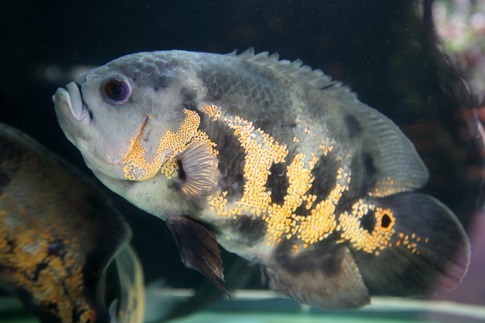 Lokation: Thailand | Phranakhon Si Ayutthaya | Pharnakhon Si Ayutthaya | Ban Wat Lot Chong Kategorien: Fische, Datum: 06.02.2016