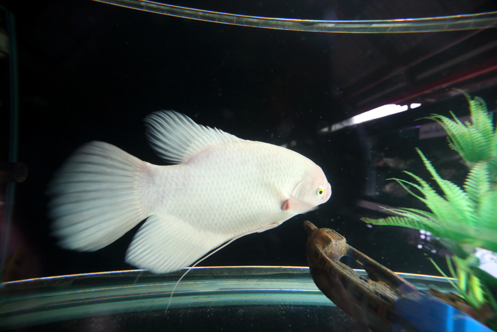 Lokation: Thailand | Phranakhon Si Ayutthaya | Pharnakhon Si Ayutthaya | Ban Wat Lot Chong Kategorien: Fische, Datum: 06.02.2016