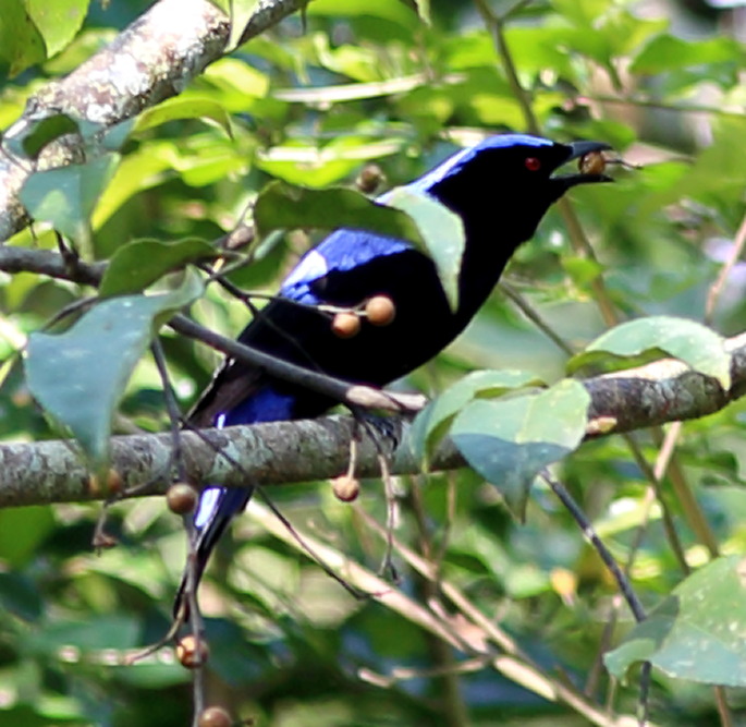 Irena puella (Elfenblauvogel), Lokation: Thailand | Phetchaburi | Ban Krang Kategorien: Vögel, Familie: Irenidae (Feenvögel), Datum: 08.02.2016