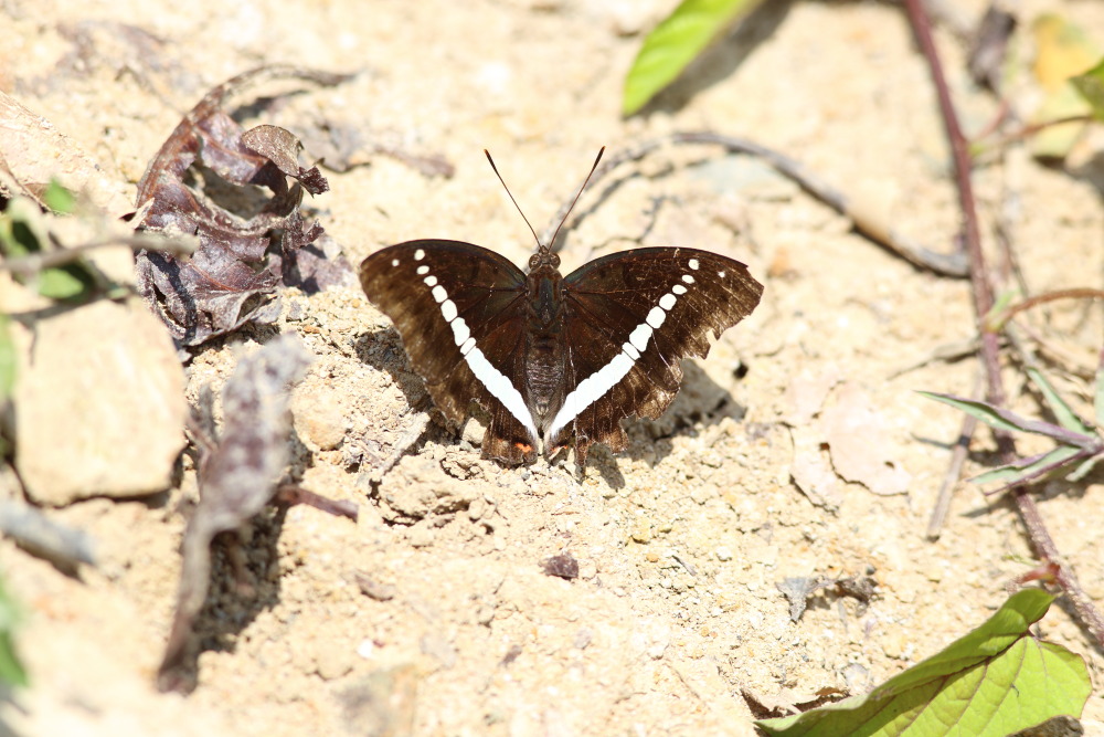 Lokation: Thailand | Phetchaburi | Ban Krang Kategorien: Schmetterlinge, Datum: 08.02.2016