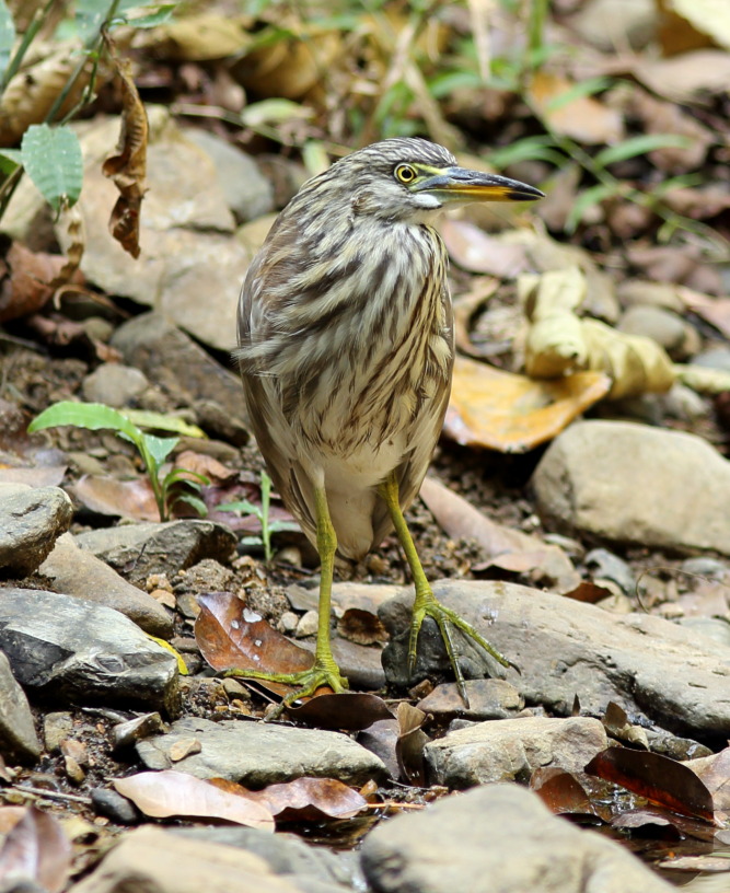 Lokation: Thailand | Phetchaburi | Ban Krang Kategorien: Vögel, Datum: 08.02.2016