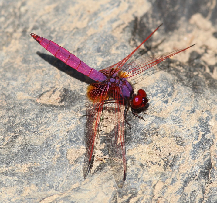 Trithemis aurora, Lokation: Thailand | Phetchaburi | Ban Krang Kategorien: Libellen, Familie: Libellulidae (Kurzlibellen), Datum: 08.02.2016