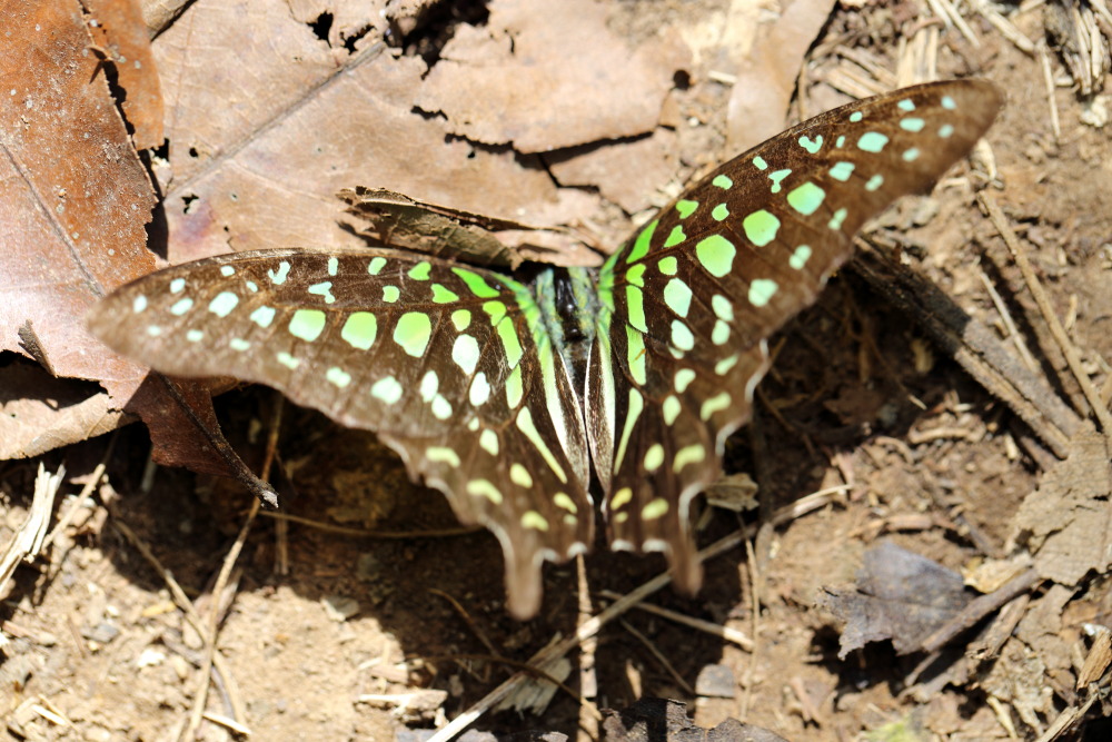 Lokation: Thailand | Phetchaburi | Ban Krang Kategorien: Schmetterlinge, Datum: 08.02.2016