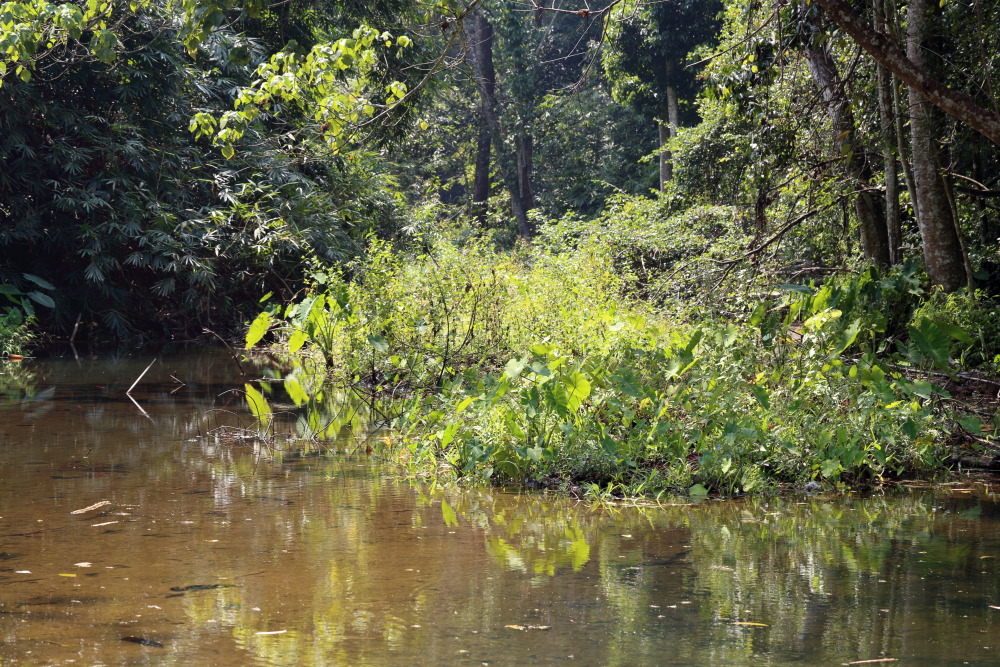Lokation: Thailand | Phetchaburi | Ban Krang Kategorien: Fluss, Datum: 08.02.2016