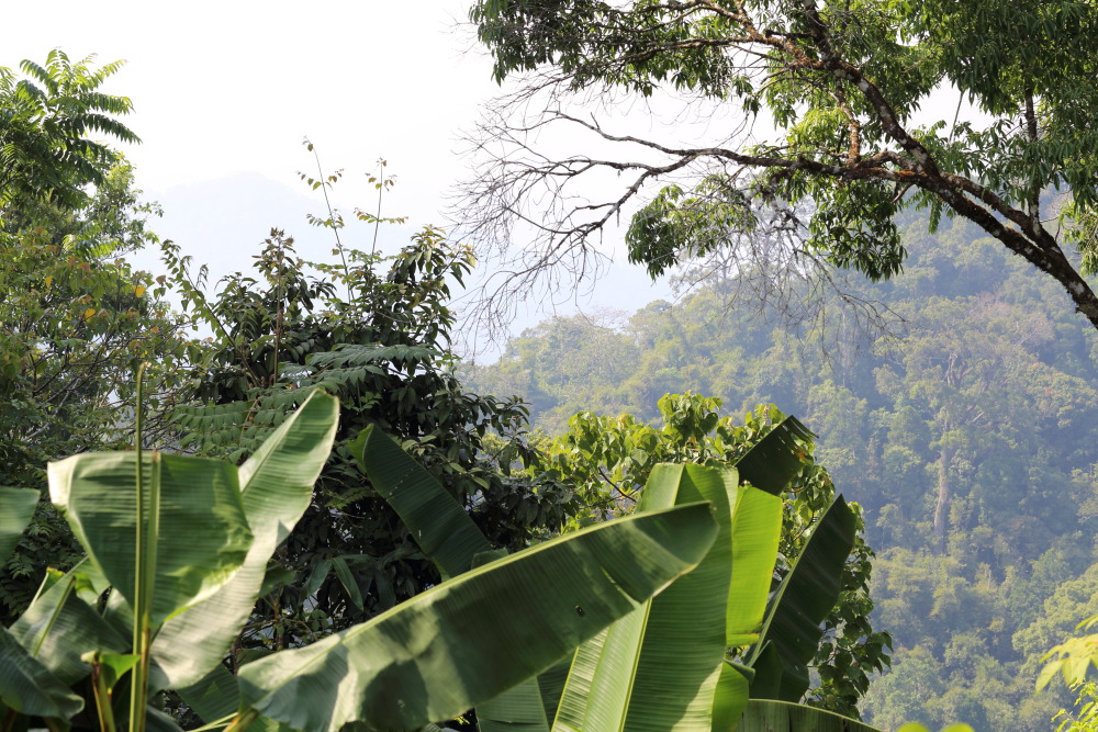 Lokation: Thailand | Phetchaburi | Ban Krang Kategorien: Wald, Datum: 08.02.2016