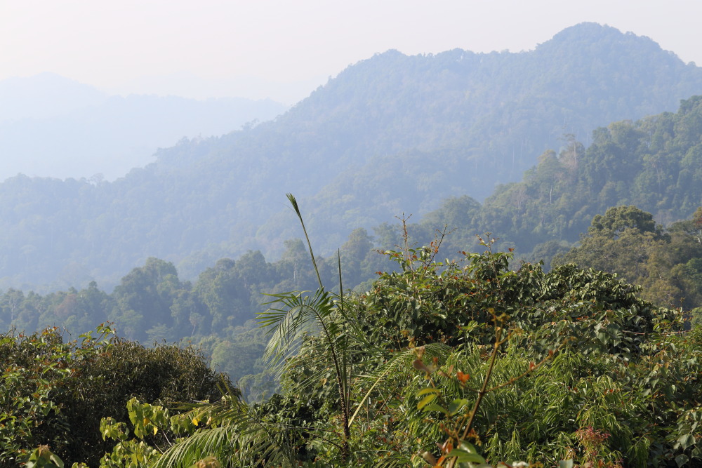 Lokation: Thailand | Phetchaburi | Ban Krang Kategorien: Wald, Datum: 08.02.2016