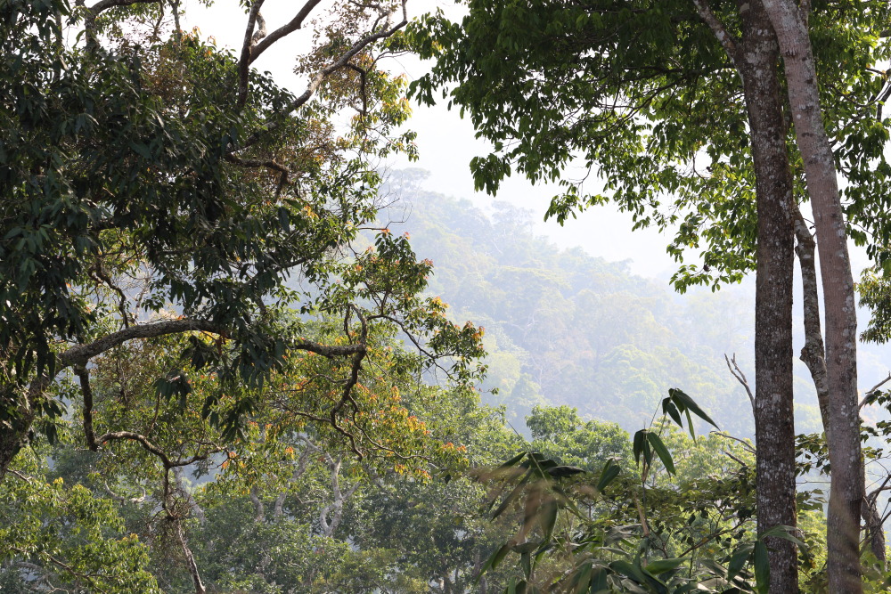 Lokation: Thailand | Phetchaburi | Ban Krang Kategorien: Wald, Datum: 08.02.2016