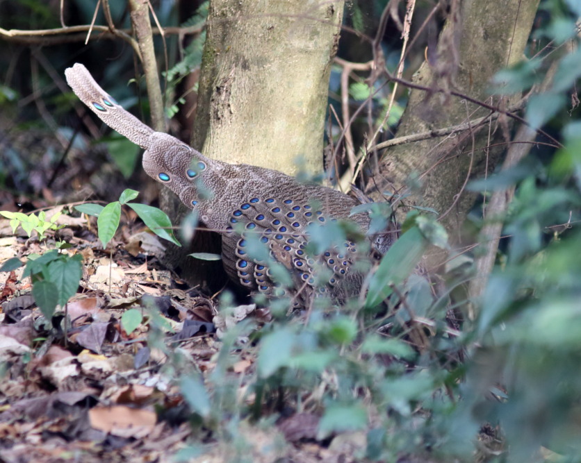 Polyplectron bicalcaratum (Grauer Pfaufasan), Lokation: Thailand | Phetchaburi | Ban Krang Kategorien: Vögel, Familie: Phasianidae (Fasanenartige), Datum: 08.02.2016
