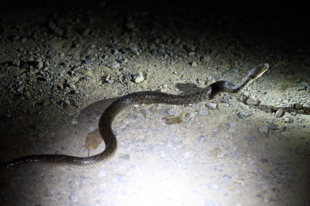 Lokation: Thailand | Phetchaburi | Ban Krang Kategorien: Schlangen, Datum: 08.02.2016