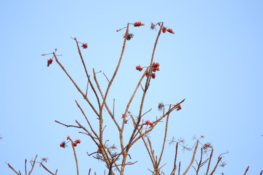 Lokation: Thailand | Phetchaburi | Ban Krang Kategorien: Habitus, Datum: 09.02.2016