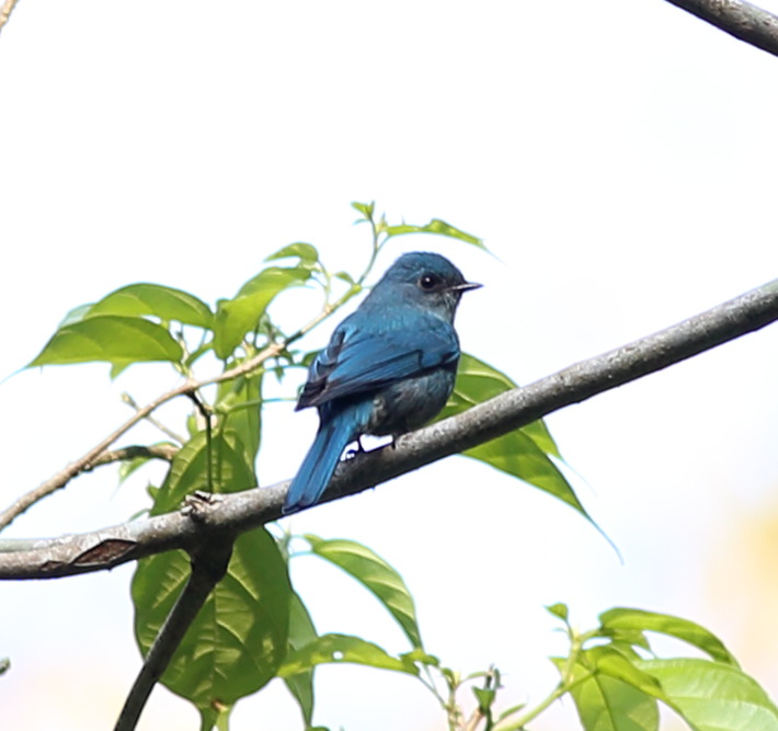 Lokation: Thailand | Phetchaburi | Ban Krang Kategorien: Vögel, Datum: 09.02.2016