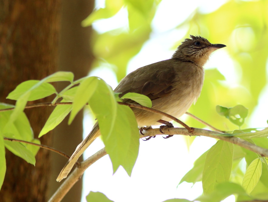 Lokation: Thailand | Phetchaburi | Ban Krang Kategorien: Vögel, Datum: 09.02.2016
