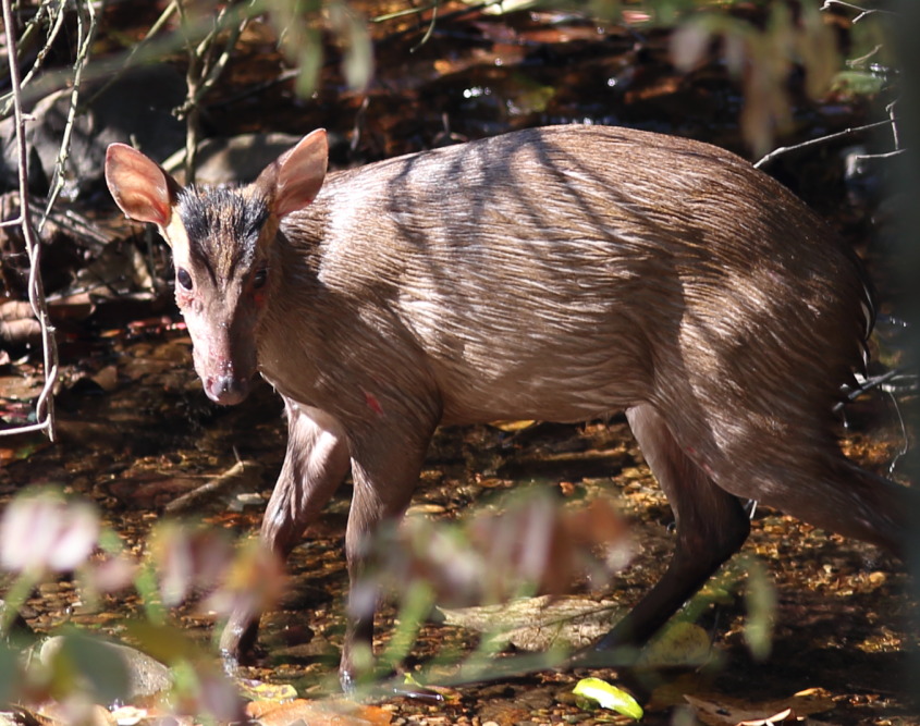 Lokation: Thailand | Phetchaburi | Ban Krang Kategorien: Säugetiere, Datum: 09.02.2016