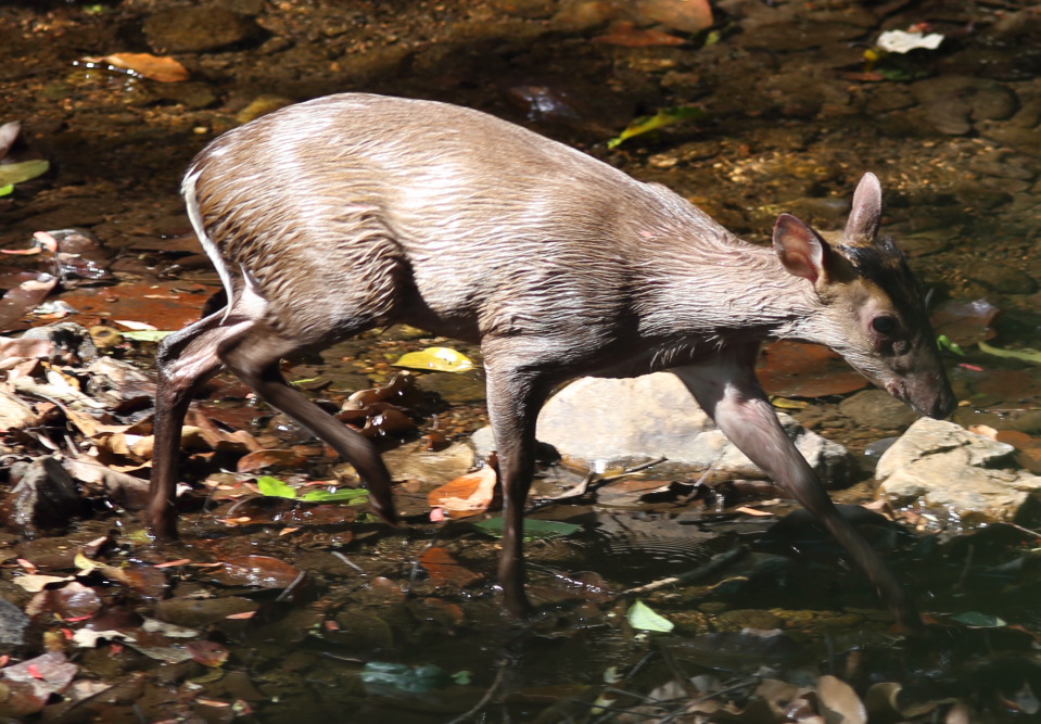 Lokation: Thailand | Phetchaburi | Ban Krang Kategorien: Säugetiere, Datum: 09.02.2016