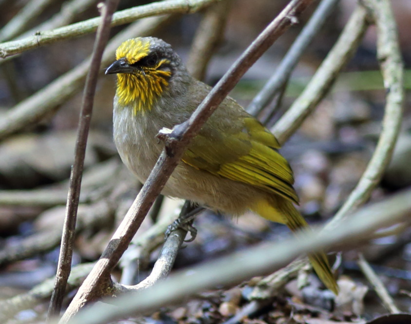 Lokation: Thailand | Phetchaburi | Ban Krang Kategorien: Vögel, Datum: 09.02.2016