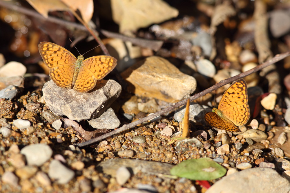 Lokation: Thailand | Phetchaburi | Ban Krang Kategorien: Schmetterlinge, Datum: 09.02.2016