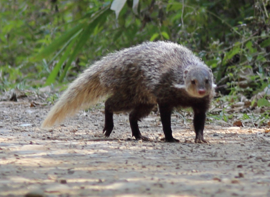 Herpestes urva (Krabbenmanguste), Lokation: Thailand | Phetchaburi | Ban Krang Kategorien: Säugetiere, Familie: Herpestidae (Mangusten), Datum: 09.02.2016