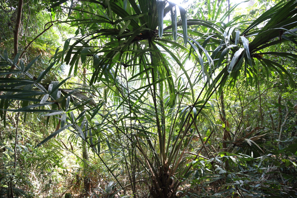 Lokation: Thailand | Phetchaburi | Ban Krang Kategorien: Palmen, Datum: 09.02.2016