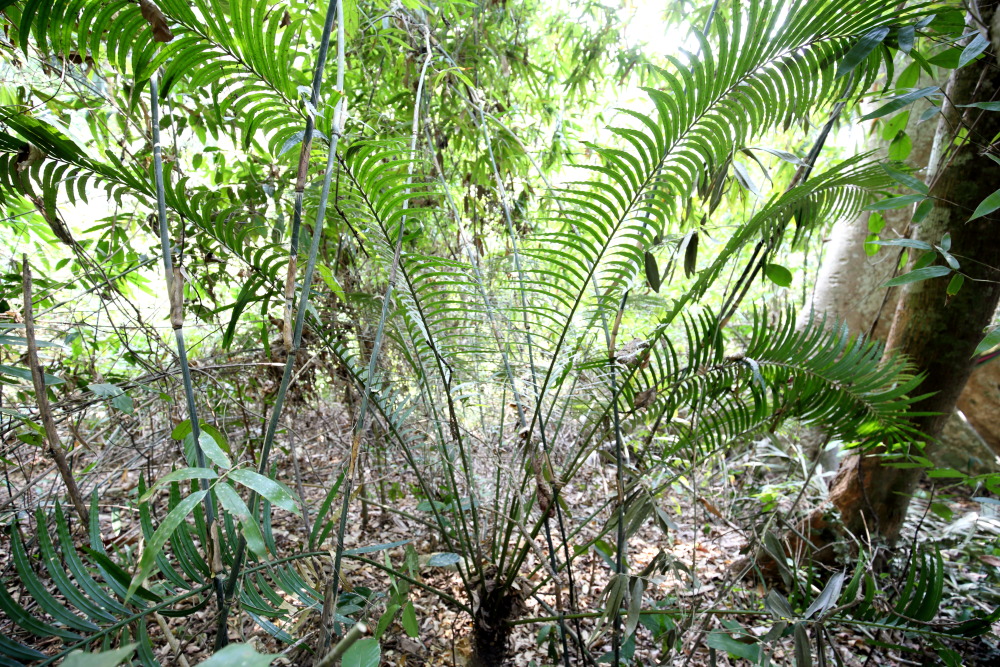 Lokation: Thailand | Phetchaburi | Ban Krang Kategorien: Palmen, Datum: 09.02.2016