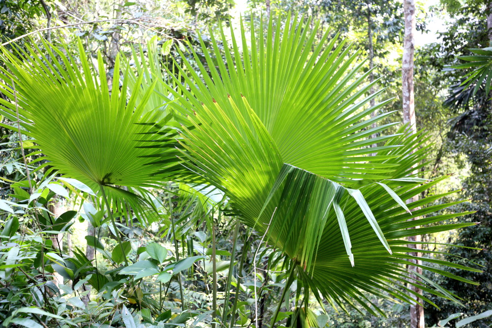 Lokation: Thailand | Phetchaburi | Ban Krang Kategorien: Palmen, Datum: 09.02.2016