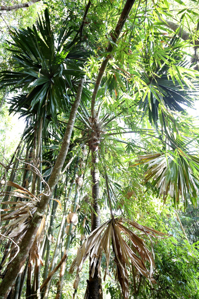 Lokation: Thailand | Phetchaburi | Ban Krang Kategorien: Palmen, Datum: 09.02.2016