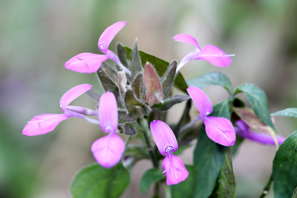 Lokation: Thailand | Phetchaburi | Ban Krang Kategorien: Blüte, Datum: 09.02.2016