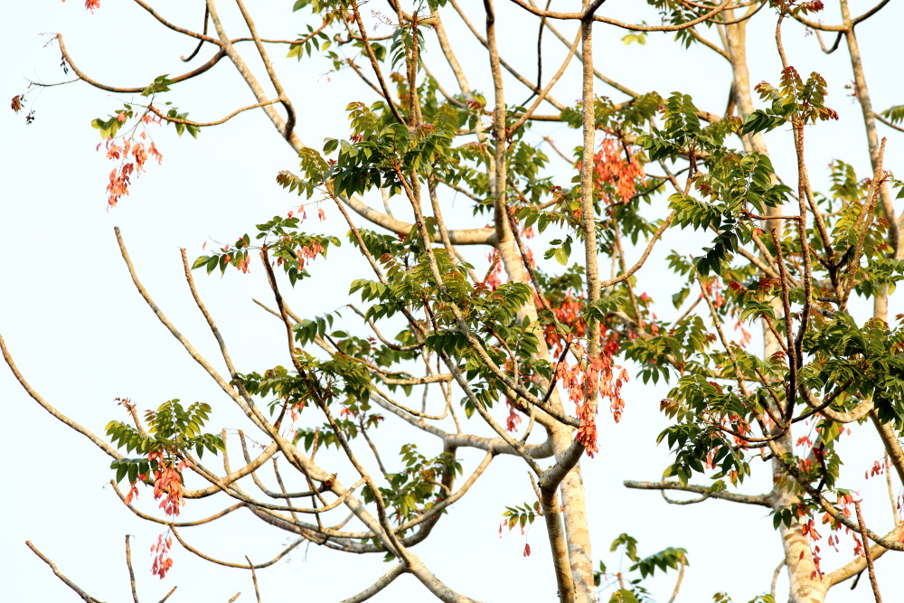 Lokation: Thailand | Phetchaburi | Ban Krang Kategorien: Habitus, Datum: 09.02.2016