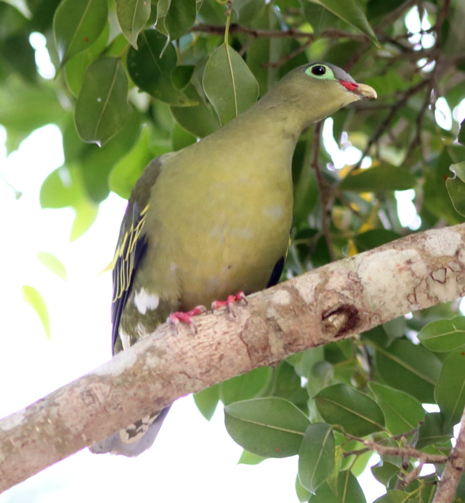 Lokation: Thailand | Phetchaburi | Ban Krang Kategorien: Vögel, Datum: 09.02.2016