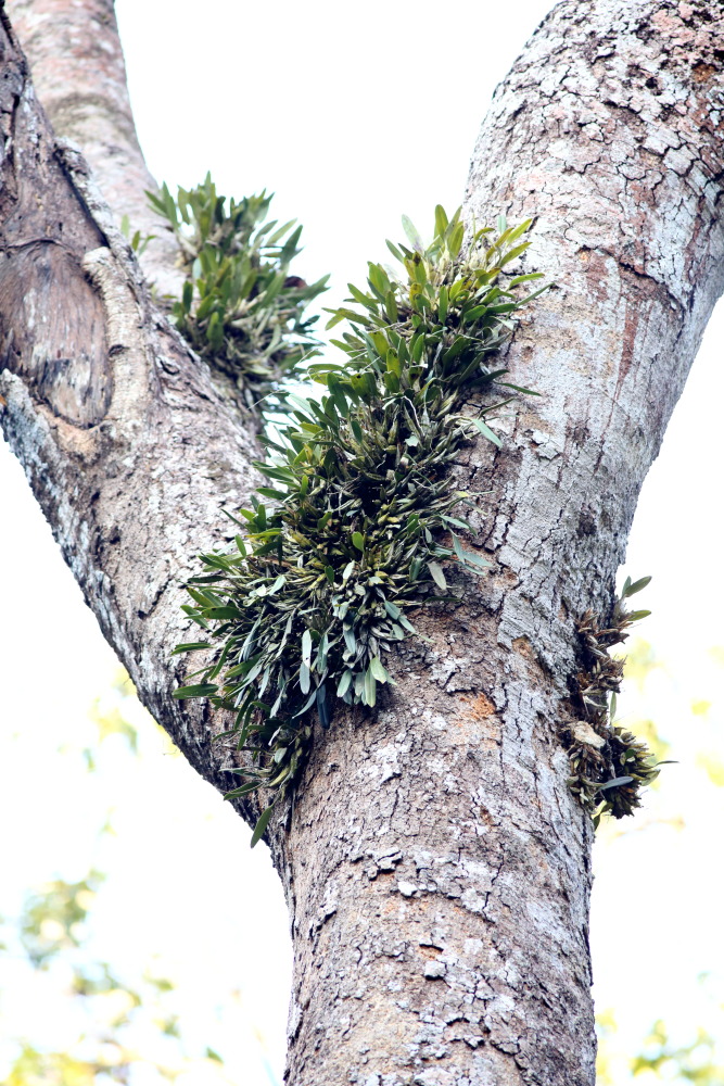 Lokation: Thailand | Phetchaburi | Ban Krang Kategorien: Habitus, Datum: 10.02.2016